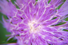 DSC_0026.JPG