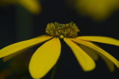 DSC_0029.JPG