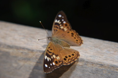 DSC_0004.JPG