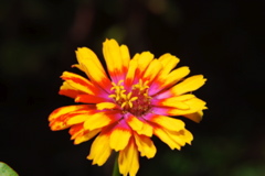 DSC_0039.JPG