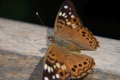 DSC_0005.JPG