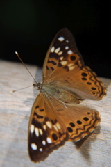 DSC_0006.JPG