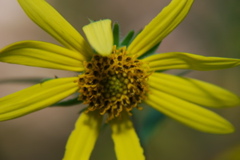 DSC_0056.JPG