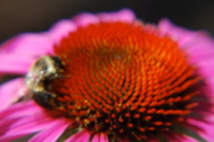 DSC_0059.JPG