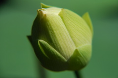 DSC_0063.JPG
