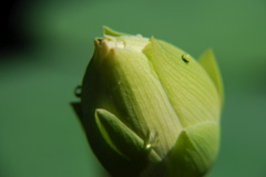 DSC_0064.JPG