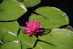 DSC_0066.JPG