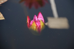 DSC_0072.JPG