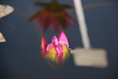 DSC_0073.JPG