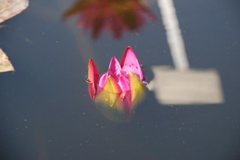 DSC_0074.JPG