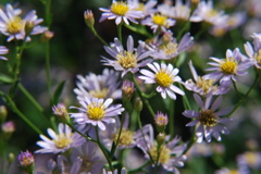 DSC_0079.JPG