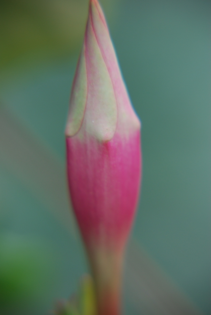 DSC_0434.JPG