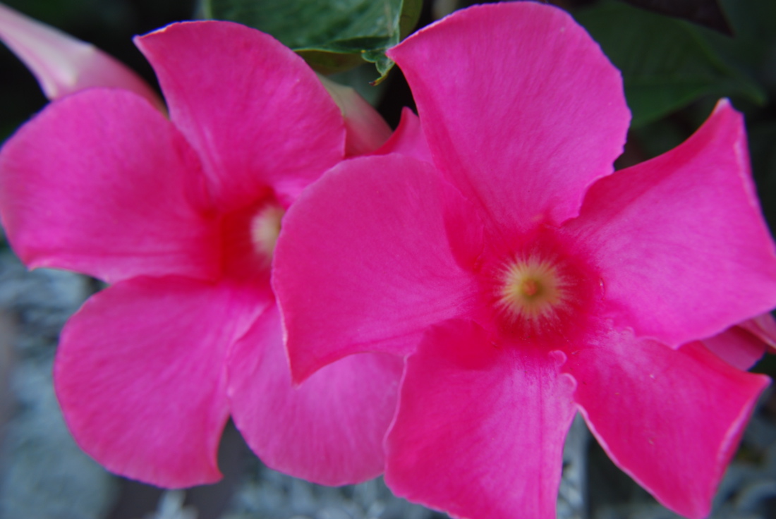 DSC_0437.JPG
