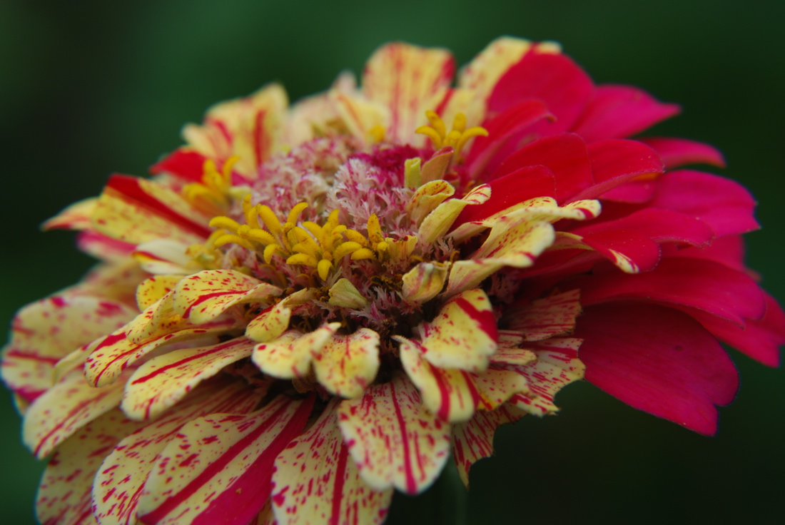 DSC_0439.JPG