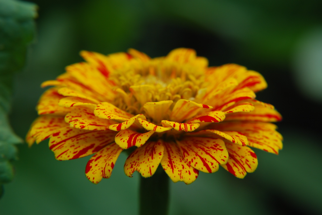DSC_0442.JPG