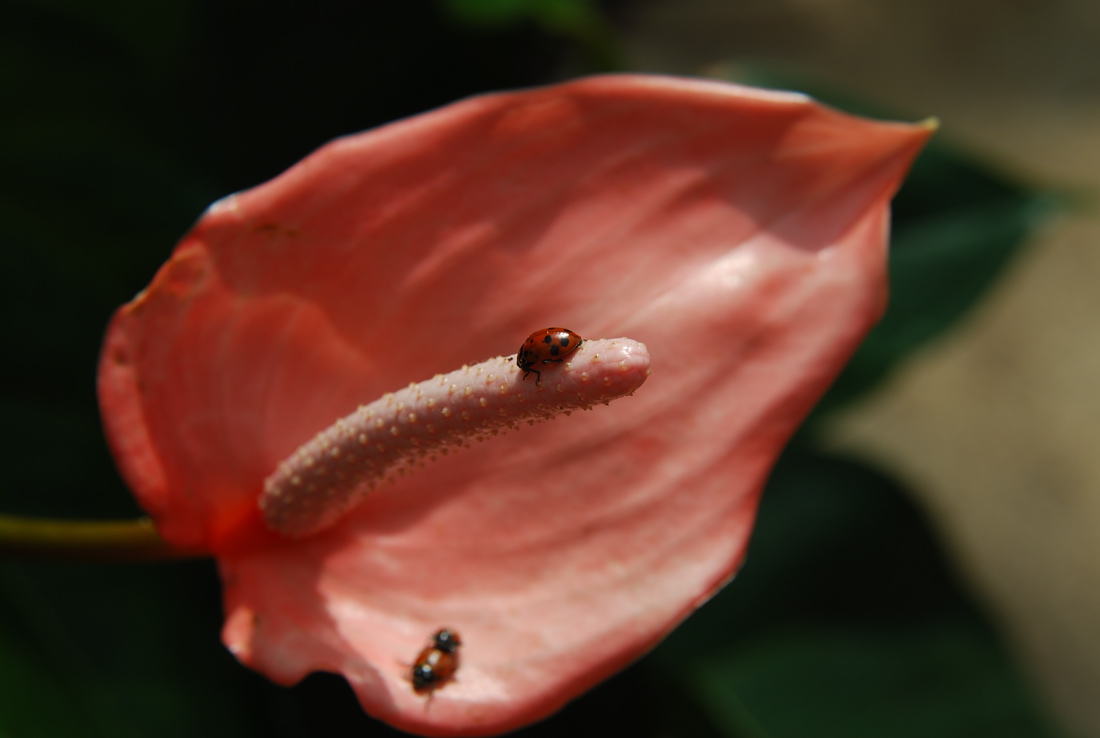 DSC_0121.JPG