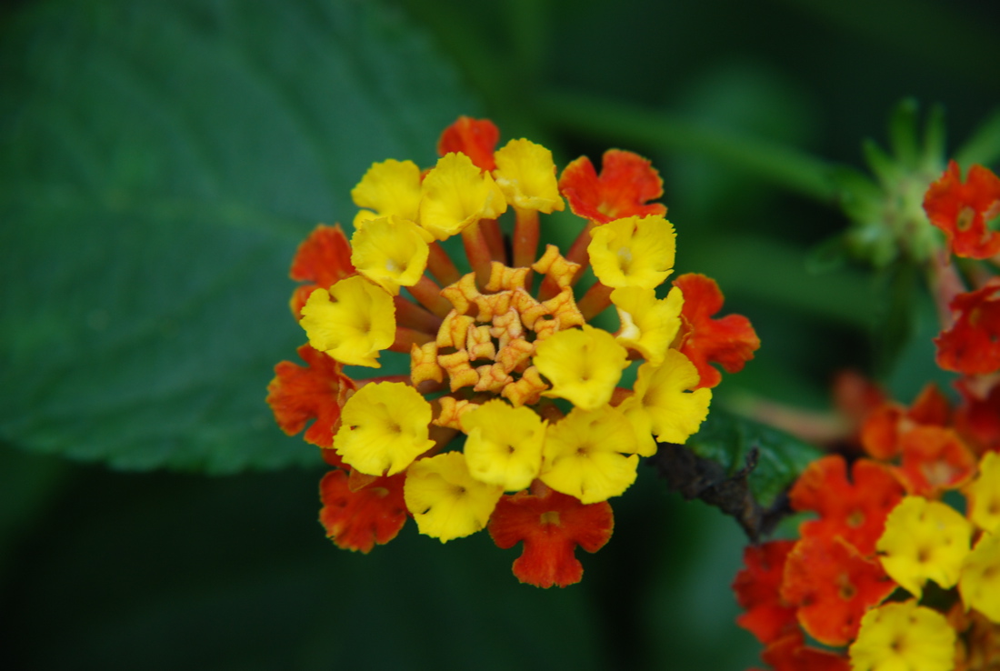 DSC_0162.JPG