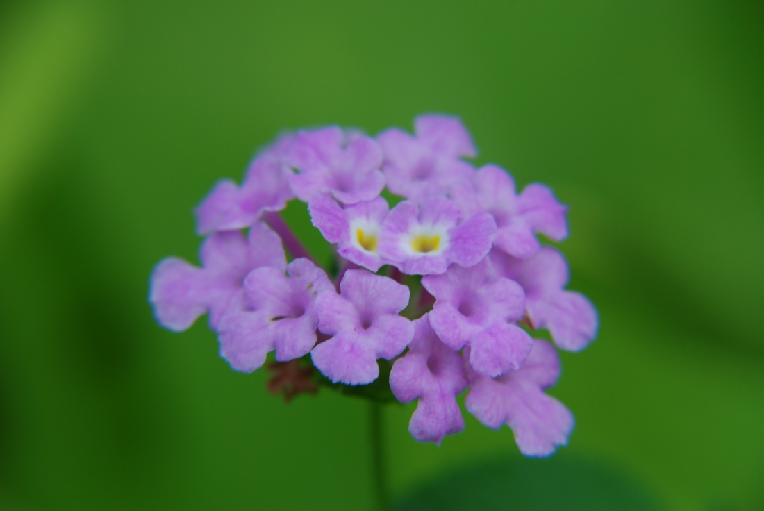 DSC_0319.JPG