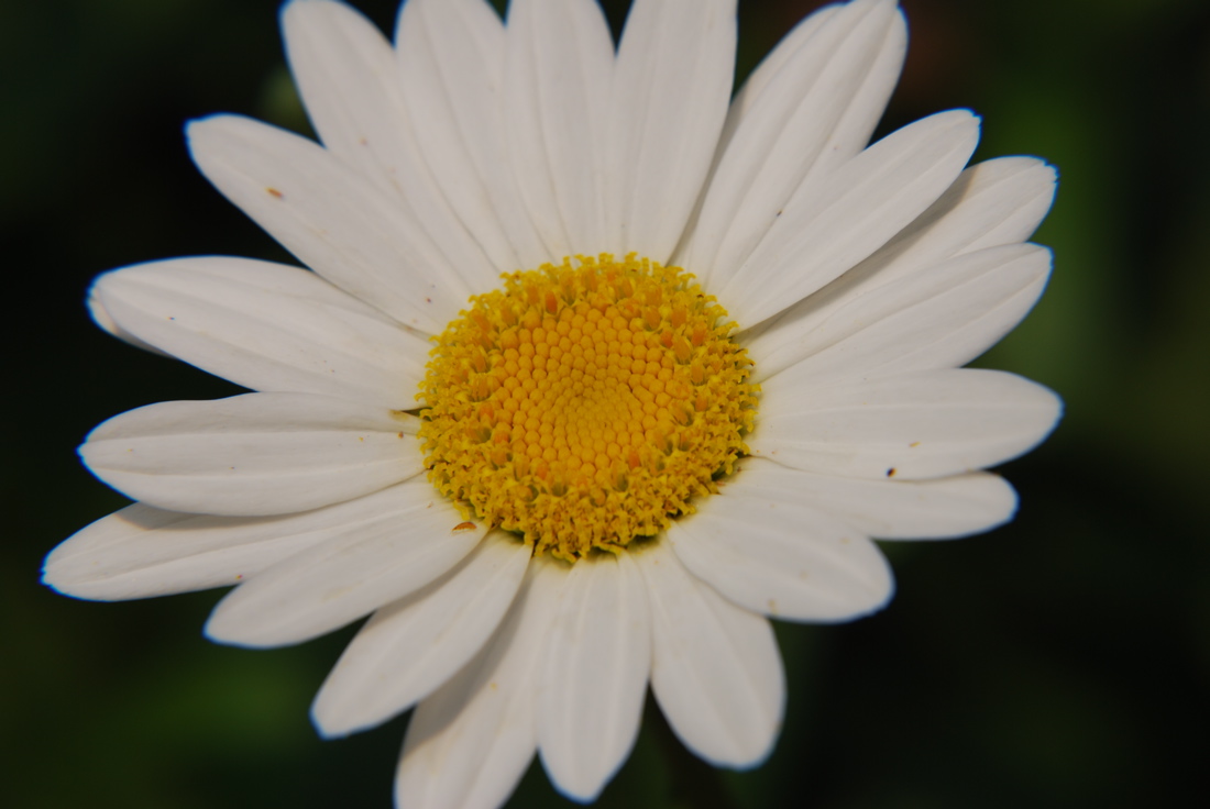 DSC_0356.JPG