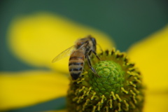 DSC_0405.JPG