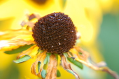 DSC_0411.JPG