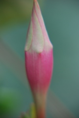 DSC_0434.JPG