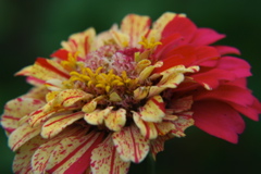 DSC_0439.JPG