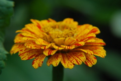 DSC_0442.JPG