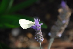 DSC_0208.JPG
