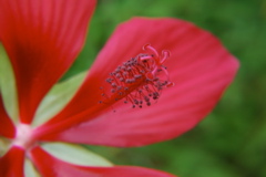 DSC_0453.JPG