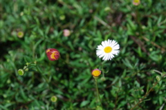DSC_0215.JPG