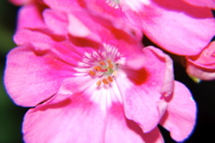 DSC_0574.JPG