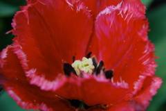 DSC_0054.JPG