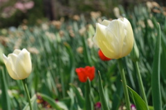 DSC_0106.JPG