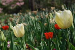 DSC_0108.JPG