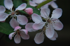 DSC_0117.JPG