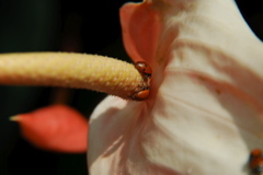 DSC_0123.JPG
