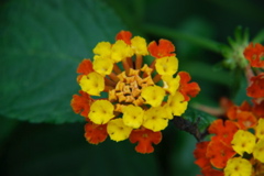 DSC_0162.JPG