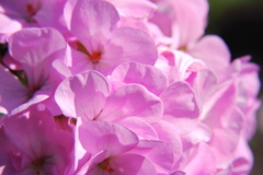 DSC_0242.JPG