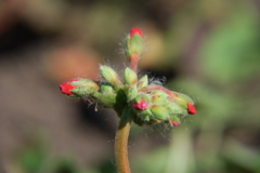 DSC_0249.JPG
