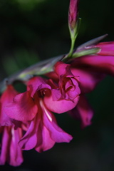 DSC_0259.JPG