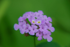 DSC_0319.JPG