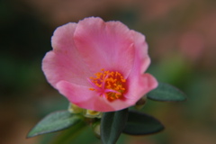 DSC_0353.JPG