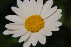 DSC_0356.JPG