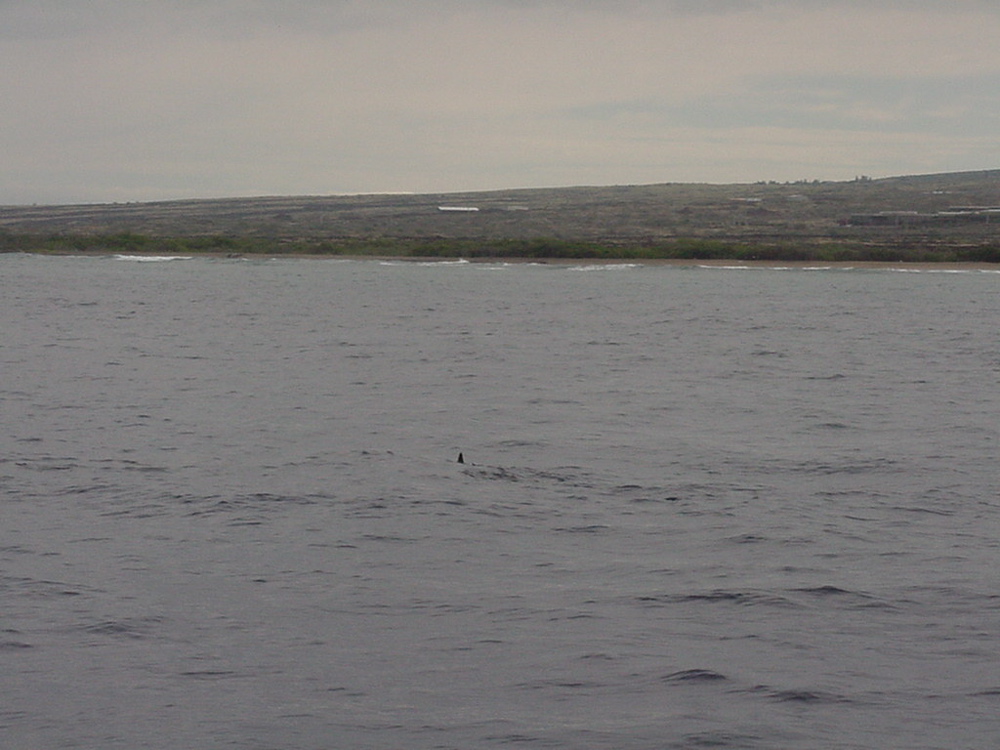 one dolphin