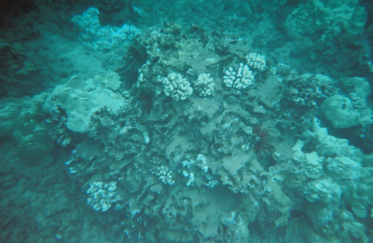 nice coral5