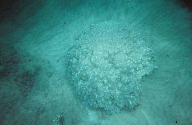 nice coral6