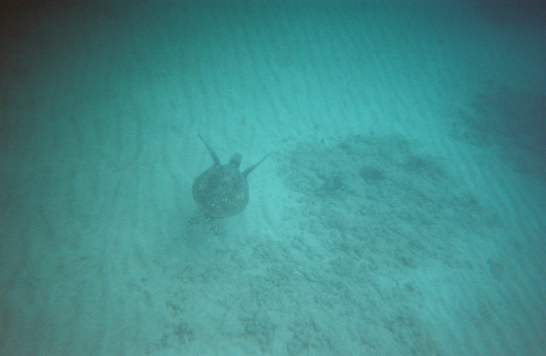 see sprot swim