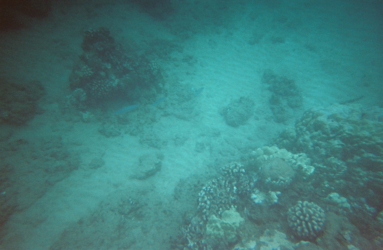 nice coral