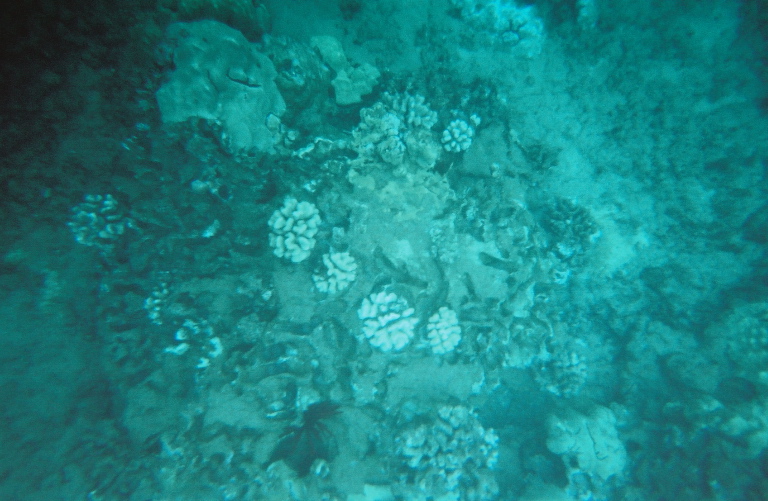 nice coral3